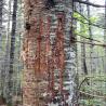 images/gallery/bear/bear11.jpg
