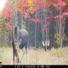 images/gallery/moose/moose02.jpg