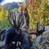 images/gallery/moose/moose13.jpg