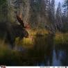 images/gallery/moose/moose15.jpg