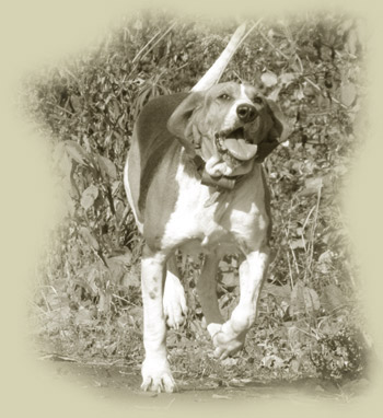 hound running bears